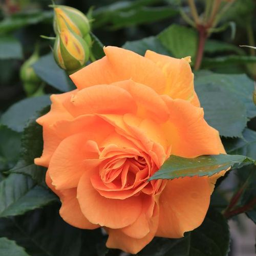 Rosa Orangerie ® - orange - Fleurs groupées en bouquet - rosier à haute tige - buissonnant